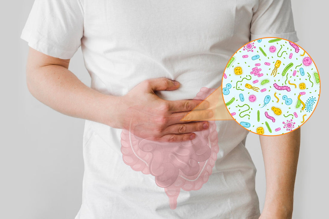 What Foods Enhance Gut Bacteria?