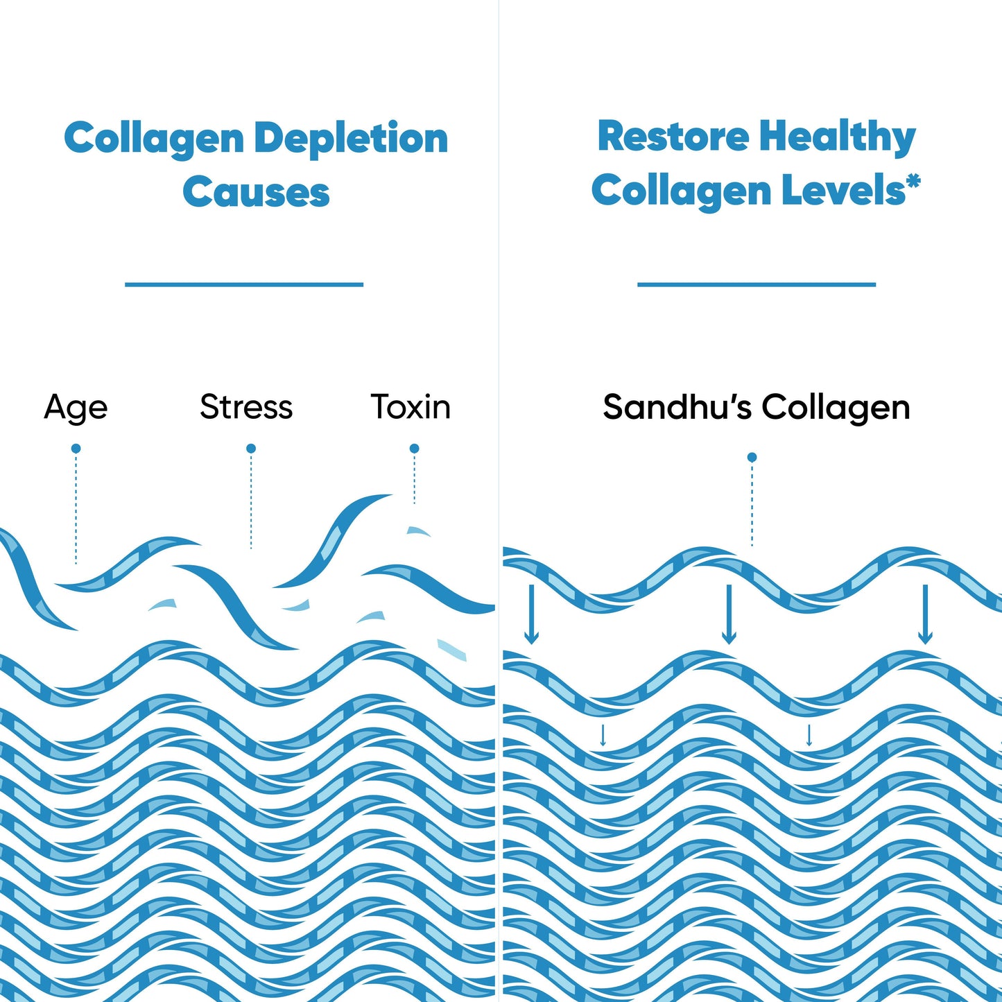Illustration showing collagen loss from age, stress, toxins, and restoration with Sandhu’s collagen peptides.