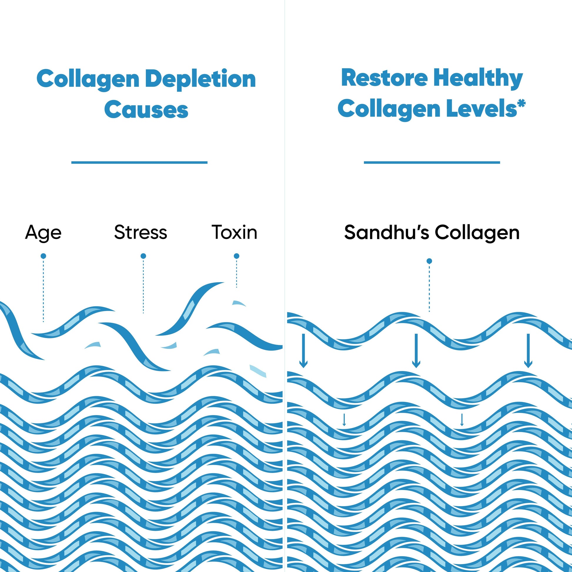 Illustration showing collagen loss from age, stress, toxins, and restoration with Sandhu’s collagen peptides.