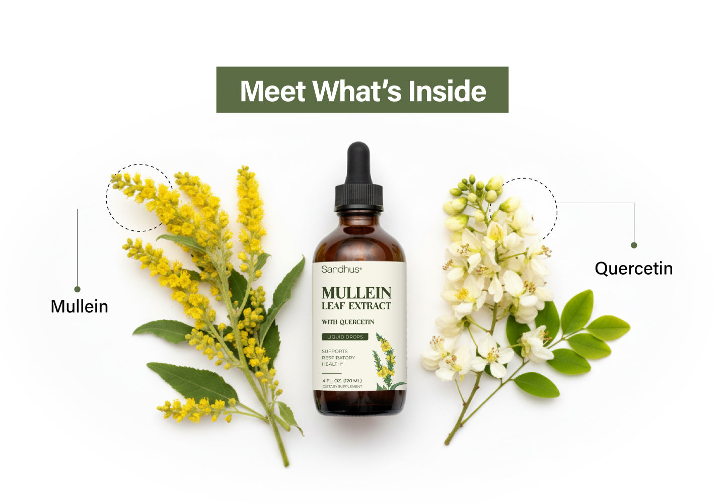 Bottle of Mullein Leaf Extract with Quercetin surrounded by mullein and quercetin flowers on a white background.