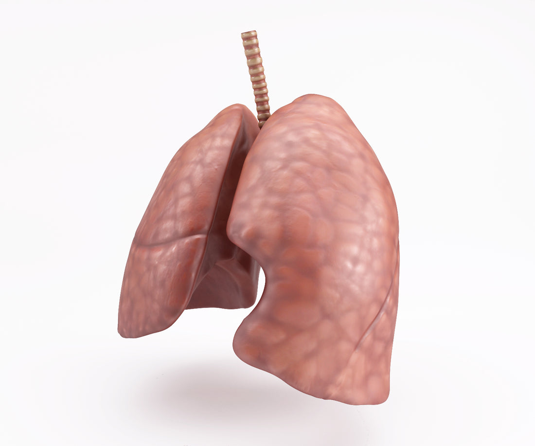 Simple Tips to Keep Your Lungs Healthy