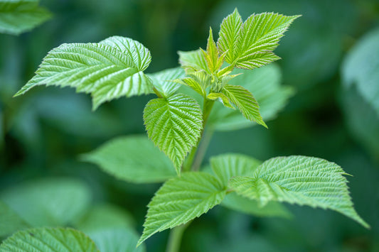 Fresh green nettle leaves traditionally used in herbal practices to support metabolic and overall wellness.