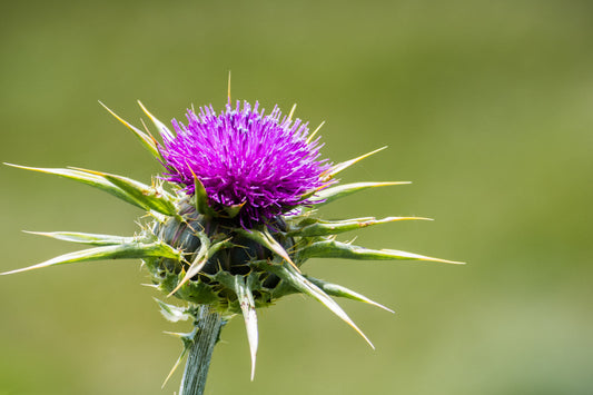 Purple milk thistle flower with spiky green leaves, a well-known detox herb traditionally used to support liver health and antioxidant balance.