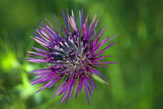 7 Proven Benefits of Milk Thistle What Science Says