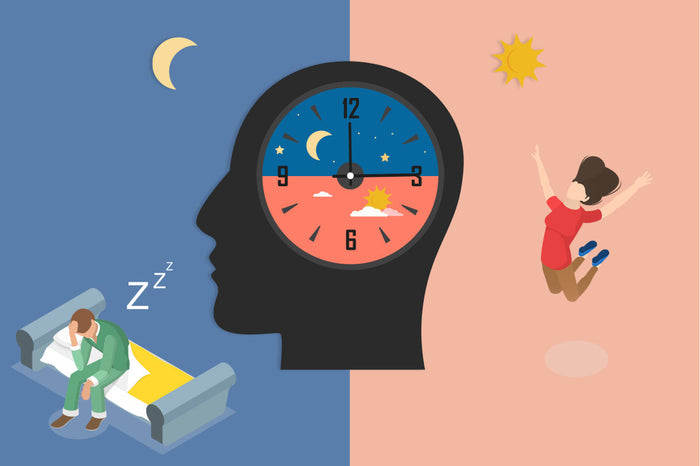 Circadian Rhythm: How Your Body’s Clock Works and What Affects It