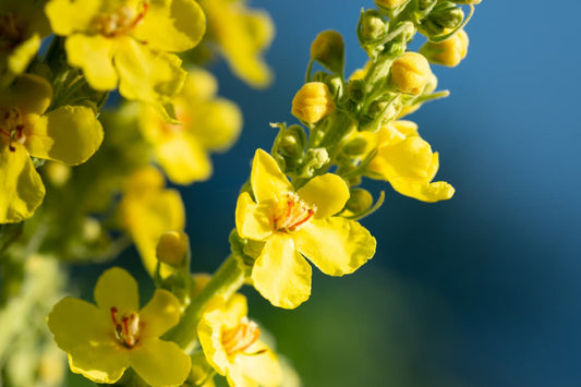 Bright yellow mullein flowers on tall plant stalk known for herbal remedies that support lung health immunity and natural wellness