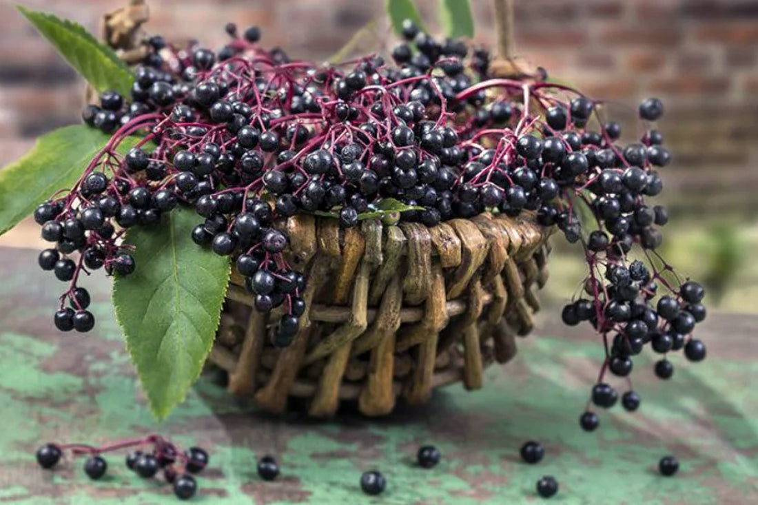 Exploring Elderberry Nutrition, Health Benefits, and Practical Uses