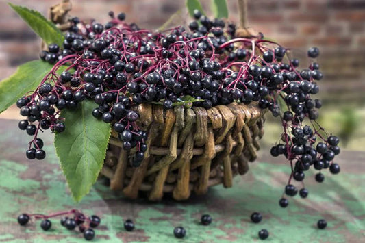 Exploring Elderberry Nutrition, Health Benefits, and Practical Uses