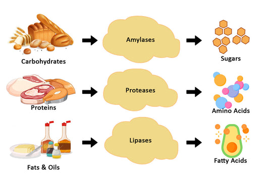 How Well Do Your Enzymes Work?