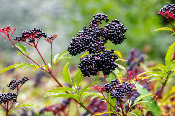 Fresh elderberries growing on red stems outdoors, showing the natural source of elderberry used for immune support supplements