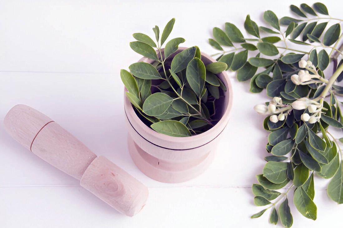 Meracules Tree Moringa Oleifera: The Miracle Tree You Need to Know
