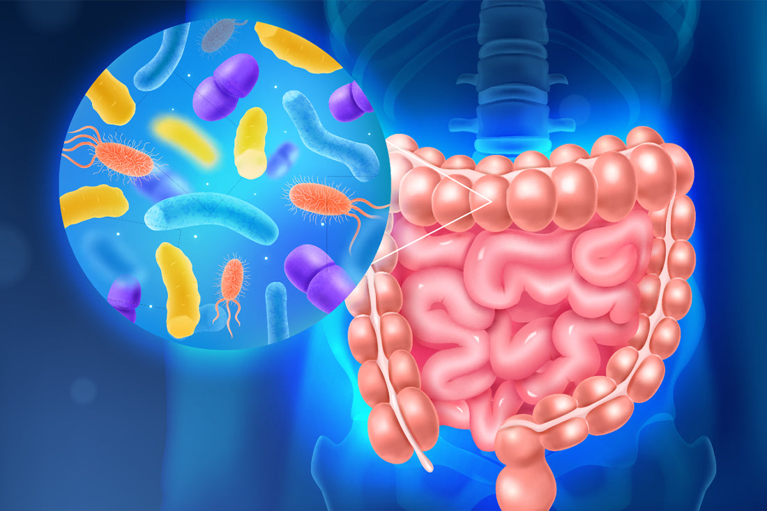 The Gut Microbiome and Its Importance For Your Health