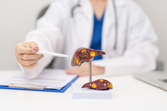 Doctor explaining a liver anatomy model, illustrating the liver's role in processing substances and supporting overall metabolic health and wellness.