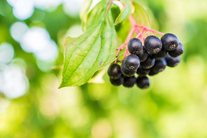 Fresh elderberries growing on a branch outdoors with vibrant green leaves in natural sunlight.
