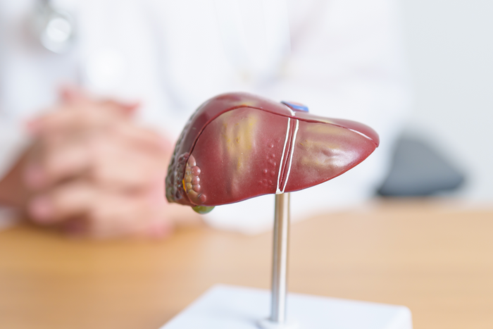 Anatomical liver model displayed on desk, highlighting the connection between stress response and liver health awareness.