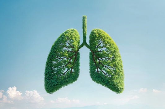 Creative illustration of lungs formed from green leaves and branches, symbolizing natural lung health and easy breathing