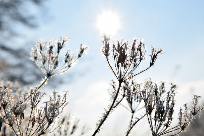 Winter sunlight shining through frosty plants, symbolizing reduced natural vitamin D exposure during cold months