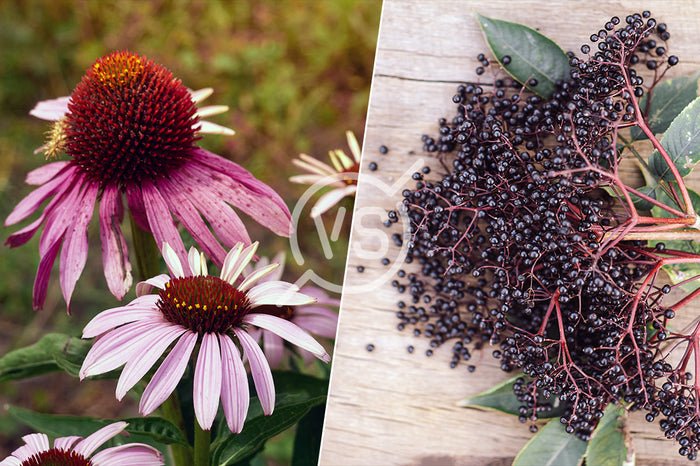 What Is the Difference Between Echinacea and Elderberry?