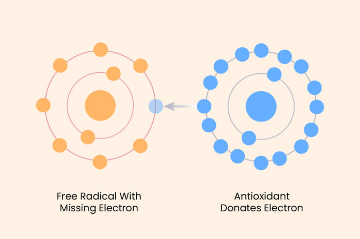 What are free radicals and how do they affect your body?