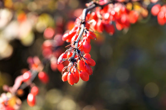 Berberine-containing berries growing on a branch, illustrating the plant-based origins of berberine used for metabolic and blood sugar support.