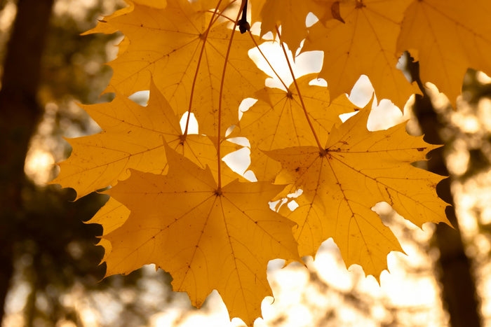 Golden-yellow autumn leaves glowing in sunlight, representing natural seasonal energy and warmth.
