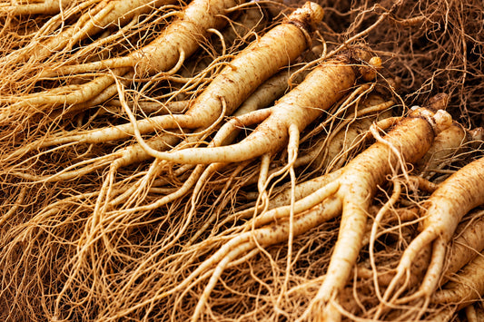 Close-up of natural ginseng roots, a traditional herbal ingredient studied for its potential effects on mental fatigue, cognitive performance, and overall well-being.