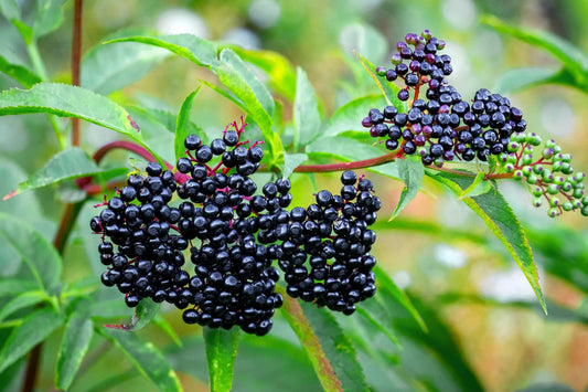 Elderberry berries growing in clusters on green stems and leaves, showing the dark purple-black fruit commonly used for seasonal wellness.
