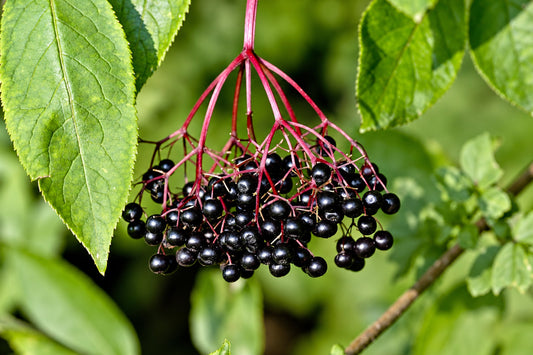 Fresh elderberries growing in clusters among green leaves, highlighting the berry's natural compounds and potential role in gut and immune health.