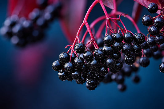 Ripe black elderberries growing on a leafy plant, showing the natural fruit source used in elderberry supplements and seasonal wellness products.