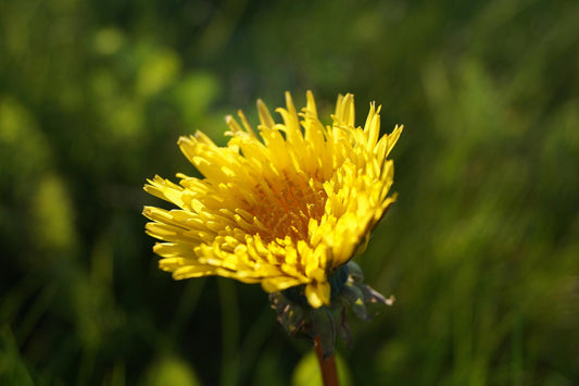 Close-up of a bright yellow dandelion flower in sunlight, representing natural liver support benefits.