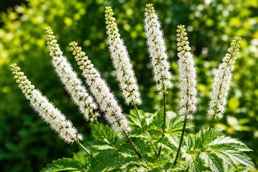 Close-up of blooming Black Cohosh flowers and buds in a garden setting, a botanical commonly used for menopause support.