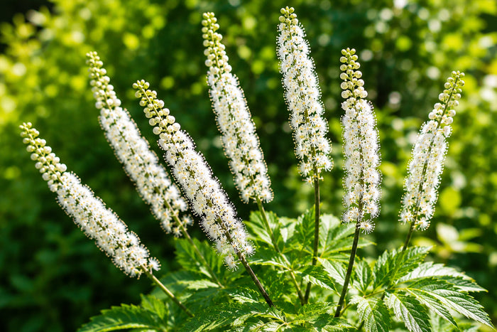 Close-up of blooming Black Cohosh flowers and buds in a garden setting, a botanical commonly used for menopause support.