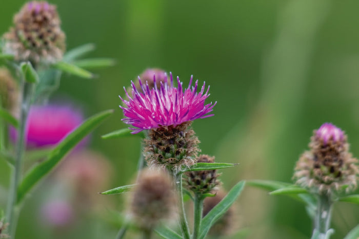 Close-up of a blooming milk thistle flower with vibrant purple petals, highlighting the herbal source used for liver detox support.