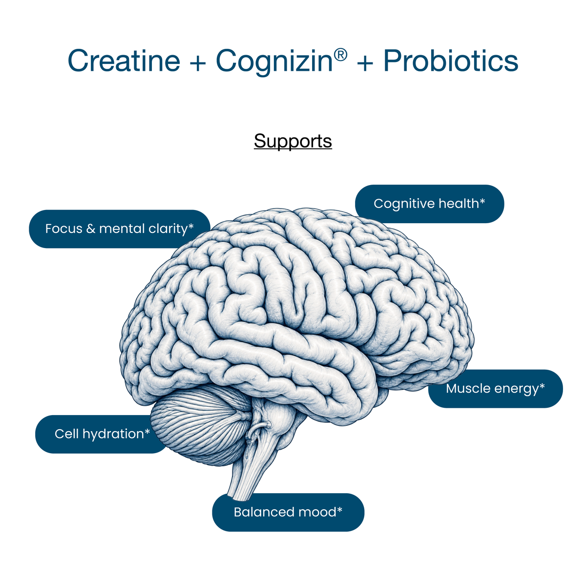 Creatine + Cognizin + Probiotics Stick Packs (20 Ct)