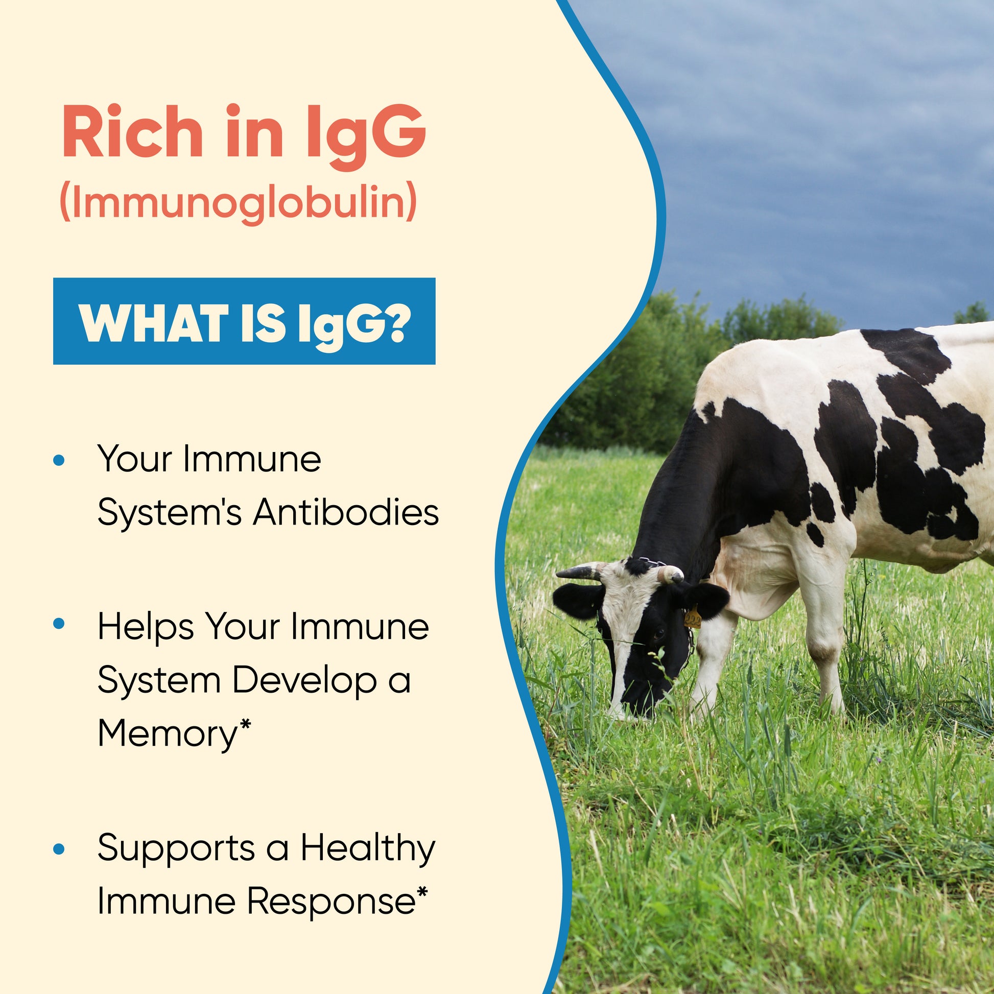 Cow grazing in a field with text about IgG immunoglobulin on a beige background