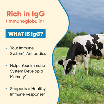 Cow grazing in a field with text about IgG immunoglobulin on a beige background