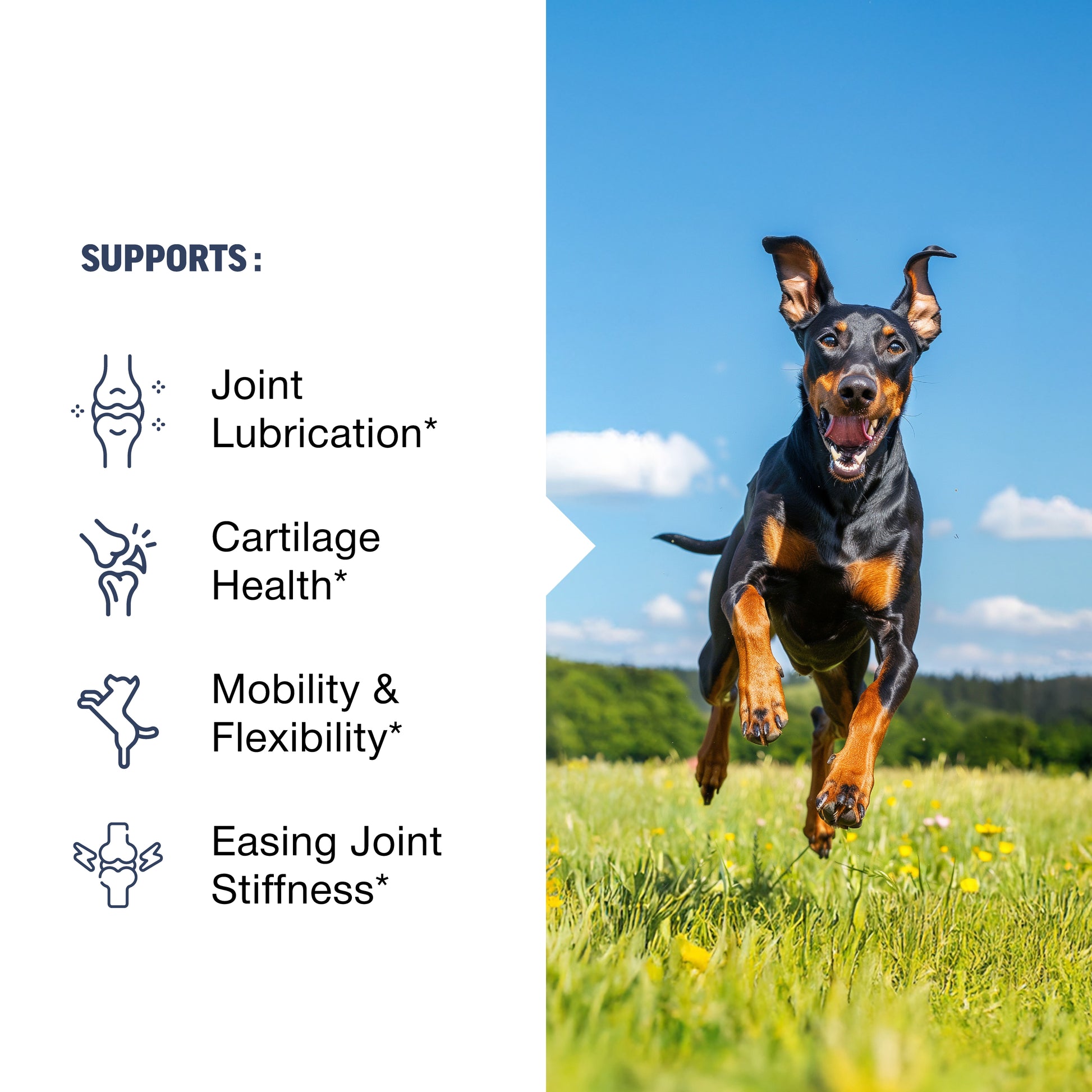 Dog running in a field with health benefits text on the left