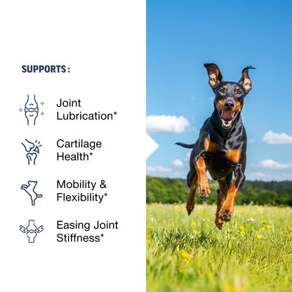 Dog running in a field with health benefits text on the left