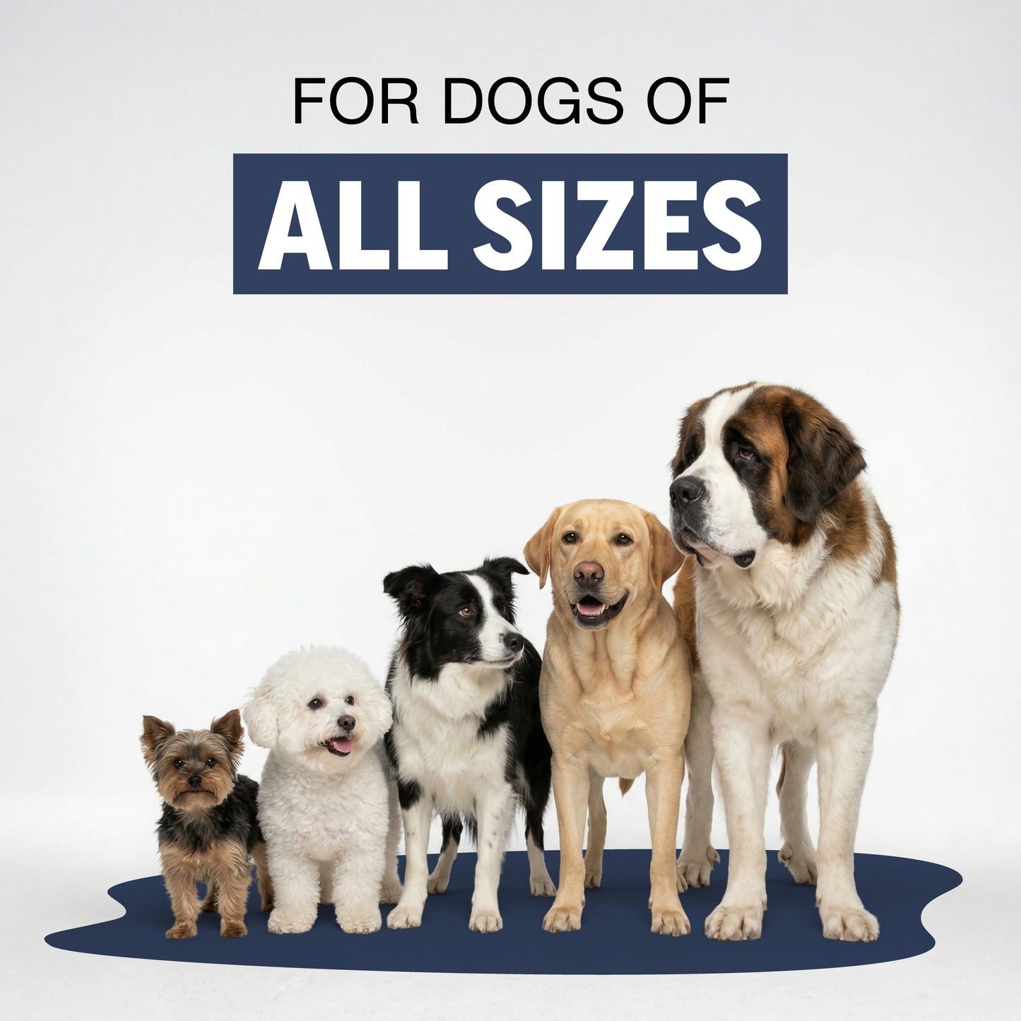 Five dogs of various sizes standing on a blue mat with 'FOR DOGS OF ALL SIZES' text above.