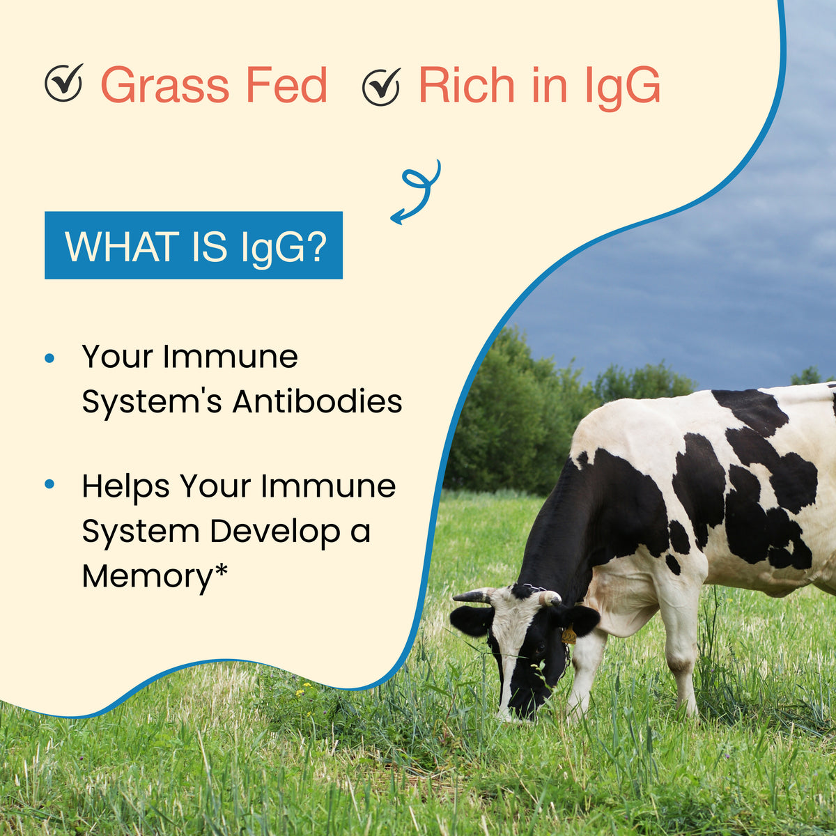 Bovine Colostrum Powder – Cow’s Nutrient-Rich “First Milk” with High IgG