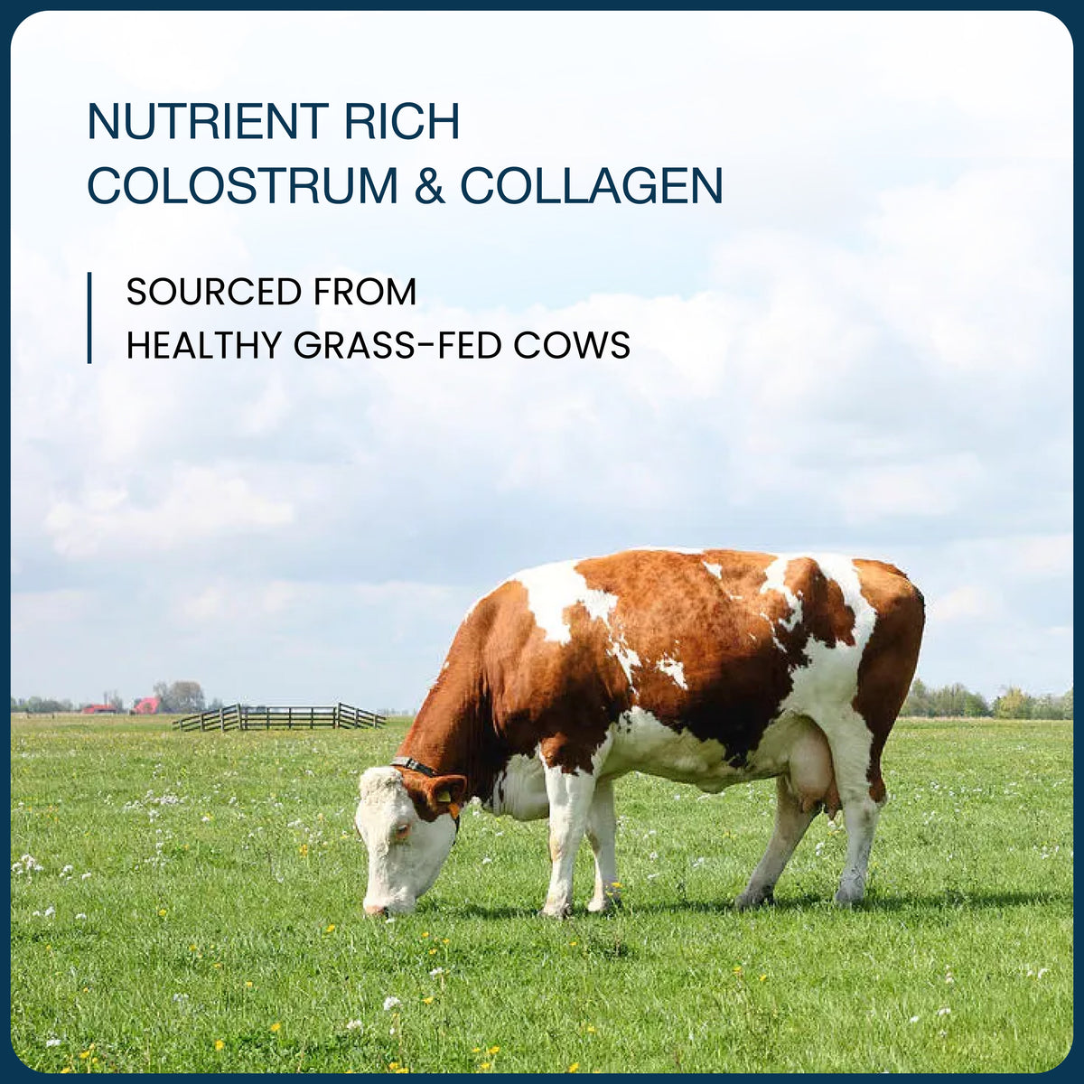 Colostrum with Collagen & Digestive Enzymes  Powder
